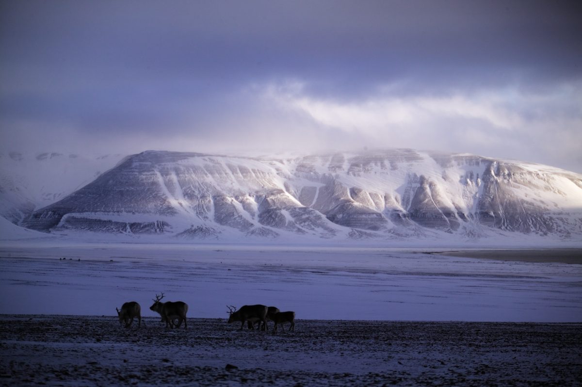 10 svalbard05 3636