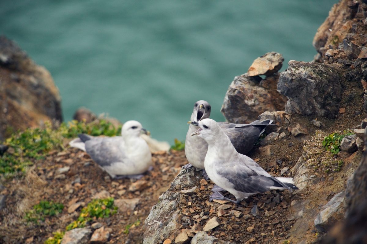 17 svalbard05 3726