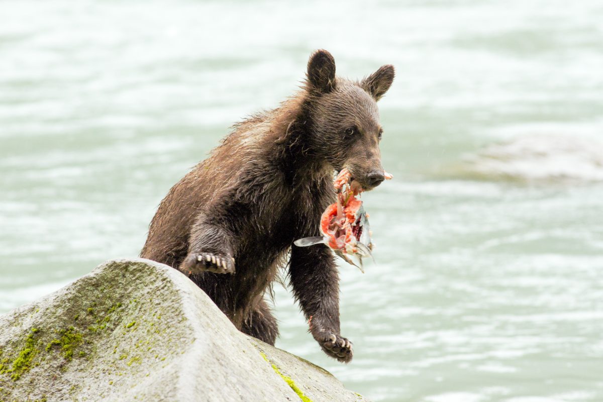 21 Haines2015Jul-0529-2