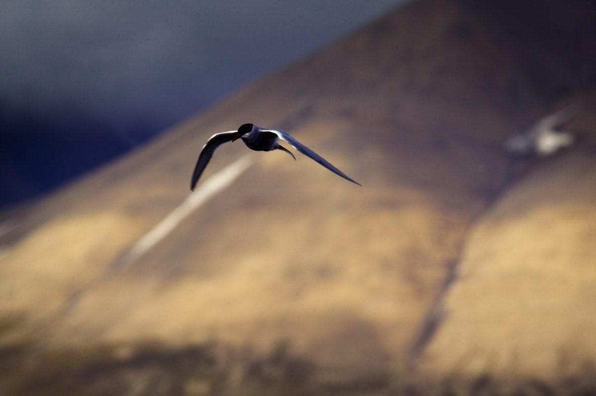 32 svalbard05 1907-2