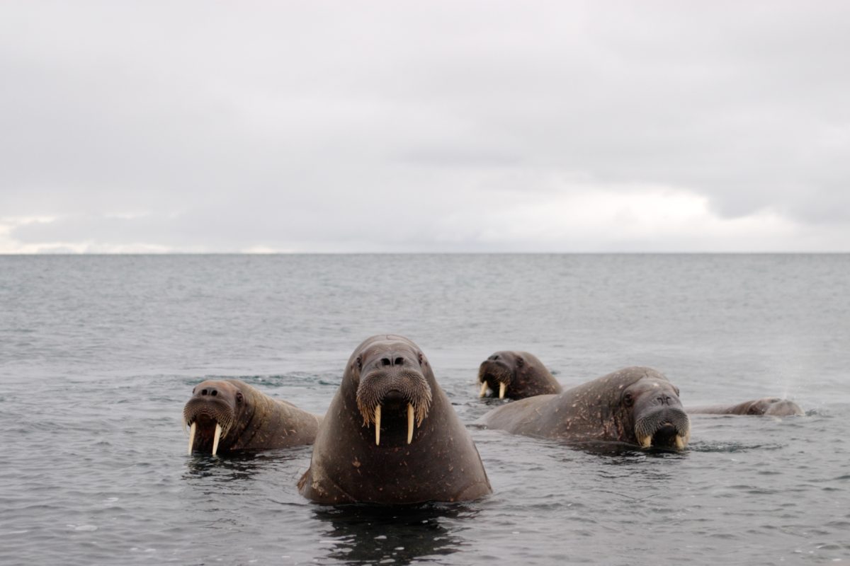 33 svalbard05 3081_cropped