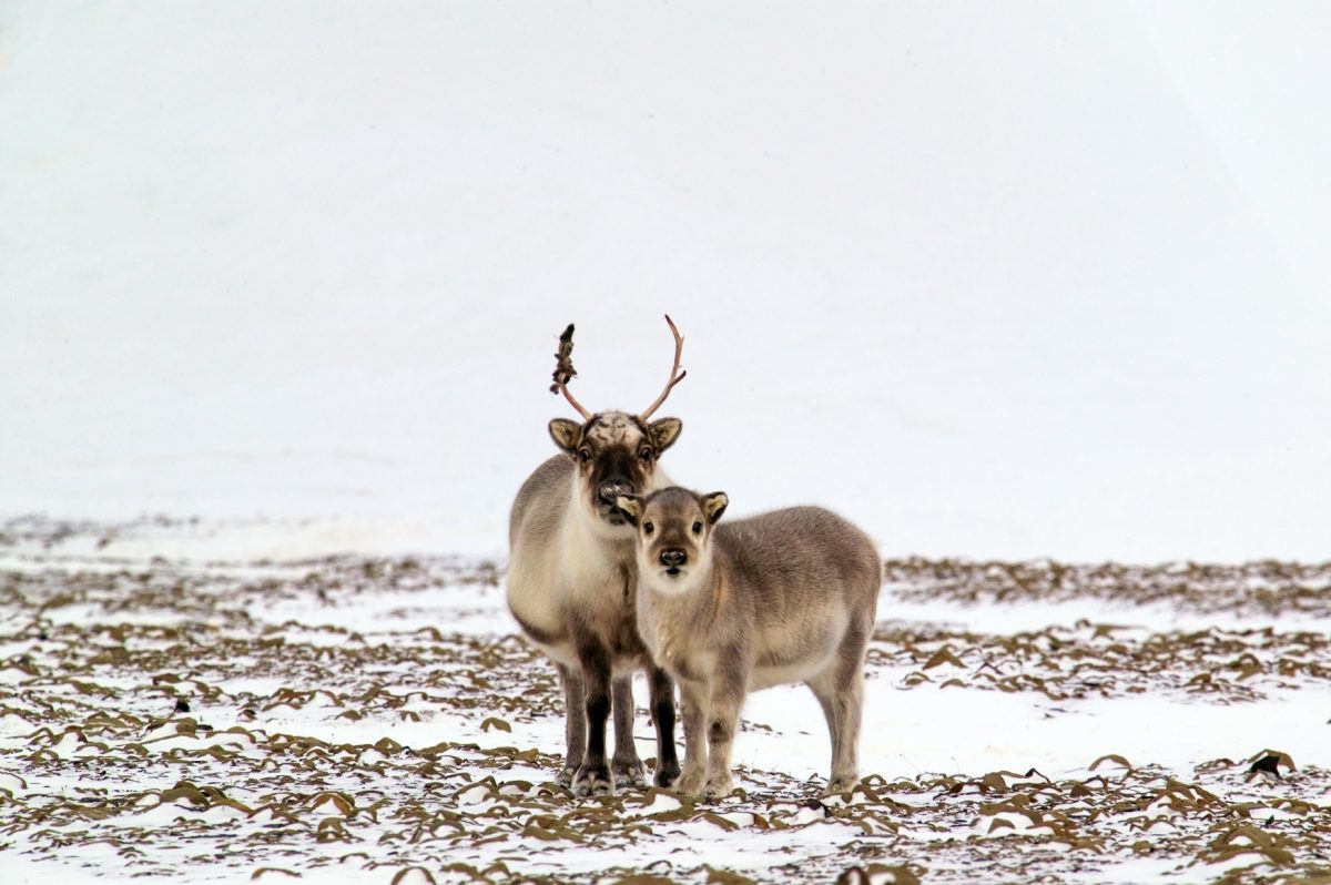 34 svalbard05 3516_cropped