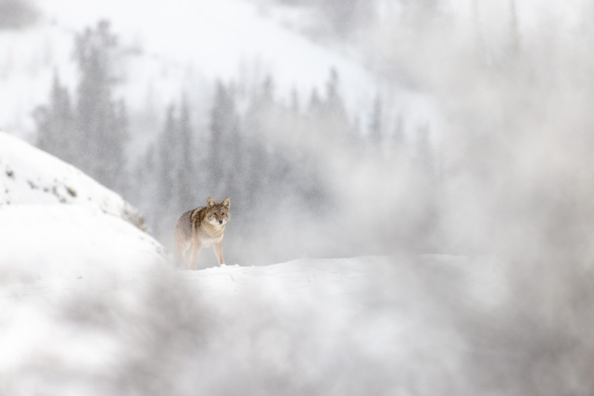 38 SheepMountain20201215_032