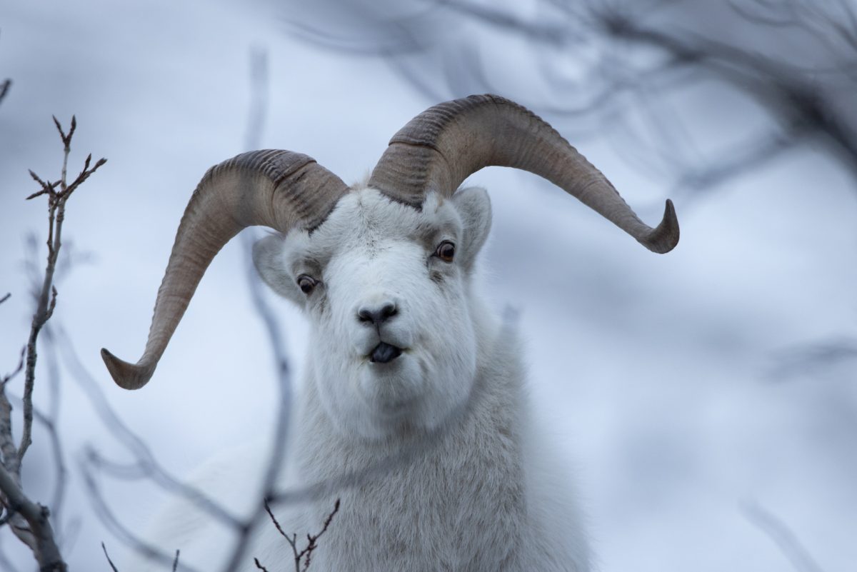 39 SheepMountain20201229_099_cropped