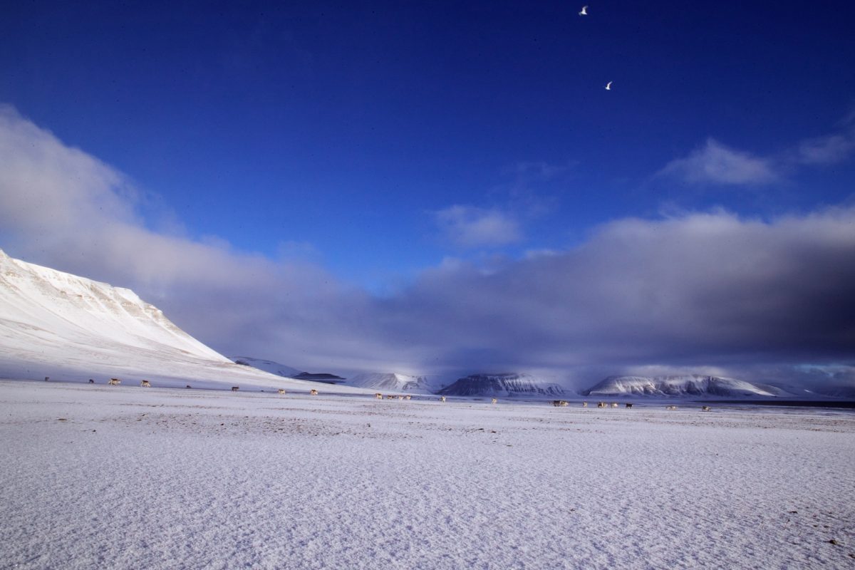 9 svalbard05 3663_cropped_2